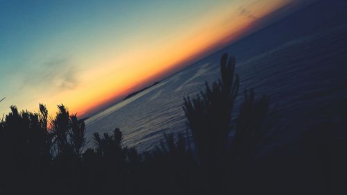 Silhouette of trees at sunset