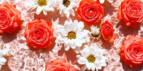 Close-up of pink roses