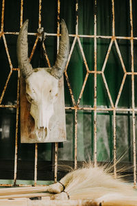 Close-up of tamaraw skull