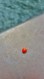 High angle view of ladybug on water