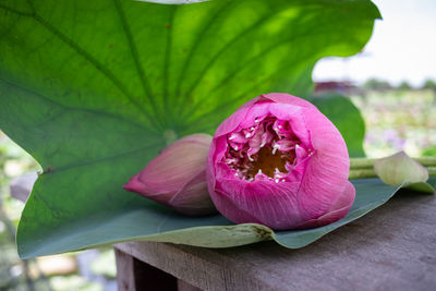 Close-up of pink lotus water lily