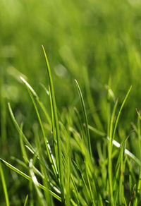 Close-up of grass growing on field