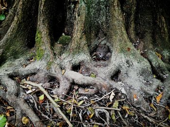 Trees growing in forest