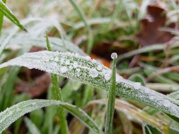 Close-up of snow on plant