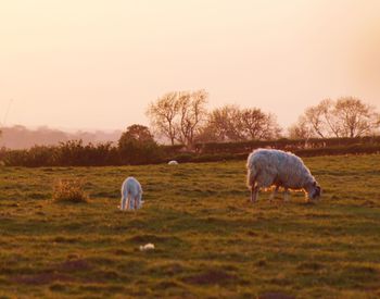 Sheep grazing in a field