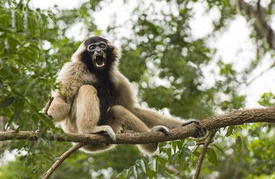 Low angle view of monkey sitting on tree