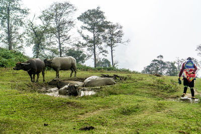 Cows on field against sky