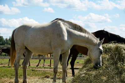 Horses in the field