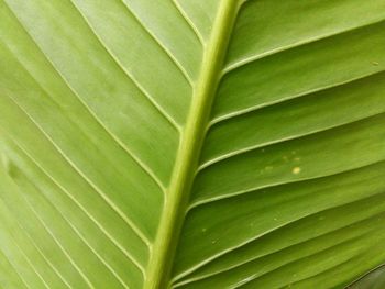 Full frame shot of leaf