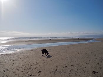 Dog on beach against sky