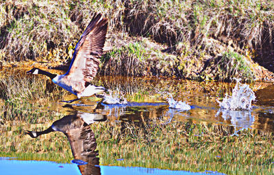 Gray heron flying over lake