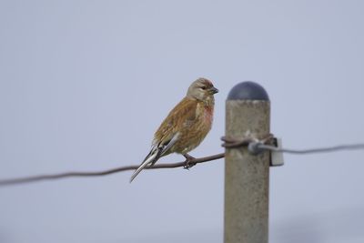 Low angle view of bird perching