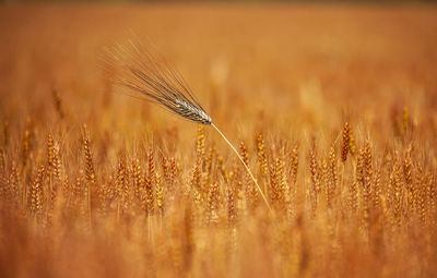 Close-up of wheat growing on field