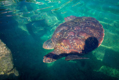 Turtle swimming in sea