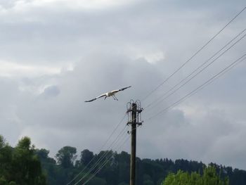 Low angle view of birds flying against sky