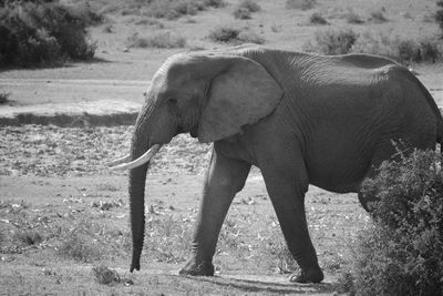 Side view of an elephant walking on field