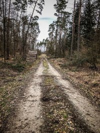 Dirt road along trees in forest