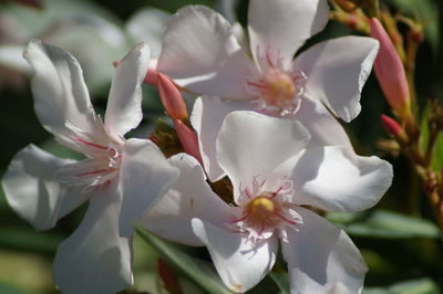 Close-up of white cherry blossoms