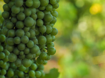 Close-up of grapes growing in vineyard