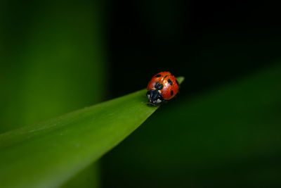 Close-up of ladybug on leaf