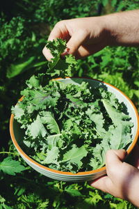High angle view of hand picking fresh kale in bowl