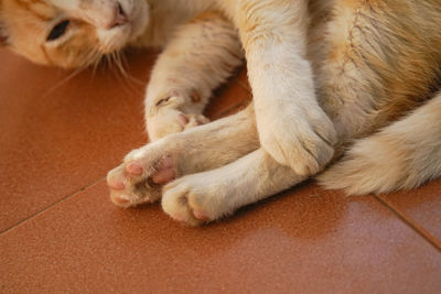 Close-up of cat resting