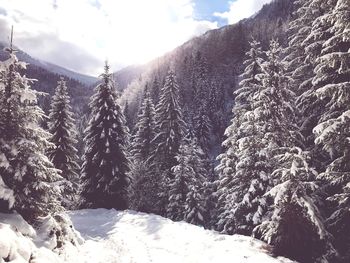 Pine trees on snowcapped mountains against sky