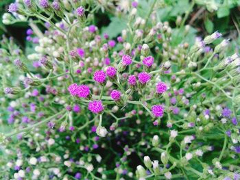 Close-up of flowers blooming outdoors