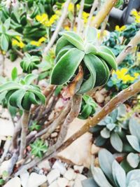 Close-up of fresh green plant