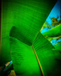 Close-up of green leaves on plant