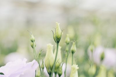 Close-up of flowering plant on field