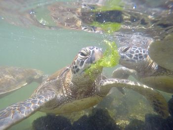 Close-up of turtle in sea