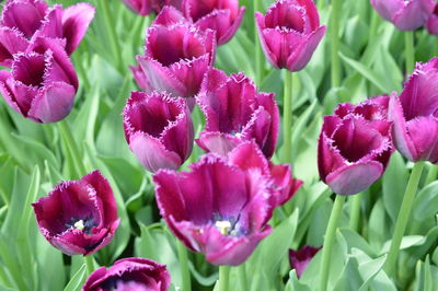 Close-up of pink tulips