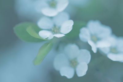 Close-up of white flowering plant