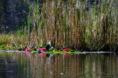 Close-up of plants growing in lake