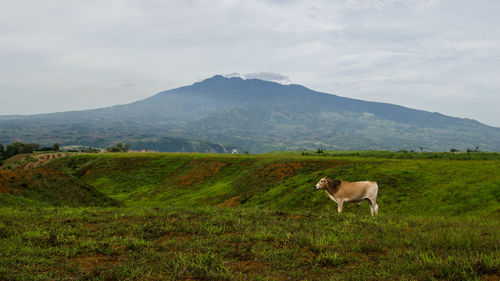 View of a sheep on landscape