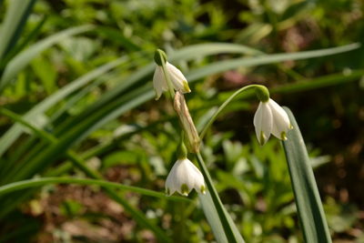 Close-up of white flower