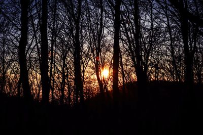 Silhouette of trees at sunset