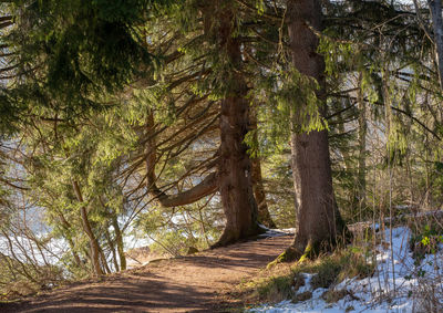Trees growing in forest
