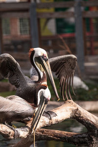 Courting brown pelican pelecanus occidentalis in a pond in southern florida.