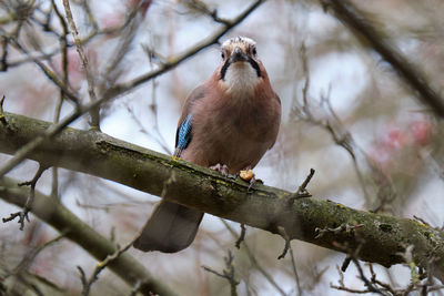 Close-up of bird perching on branch