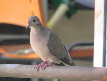 Close-up of bird perching on railing