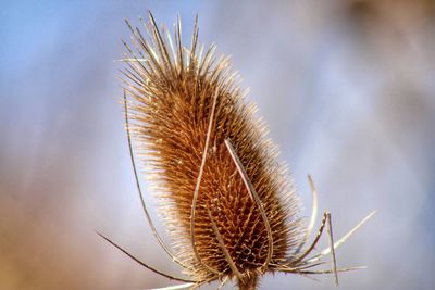 Close-up of dry thistle plant
