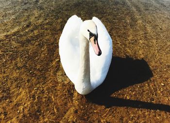 High angle view of swan