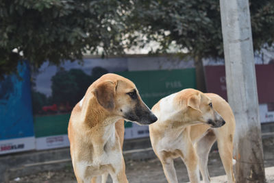 View of a dog looking away