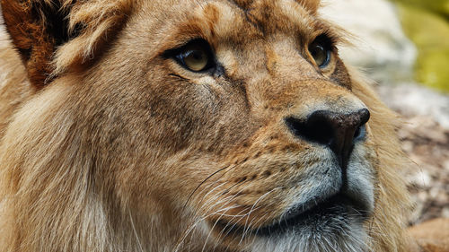 Close-up of a cat looking away