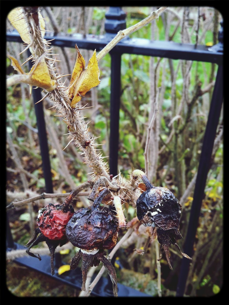 transfer print, fruit, auto post production filter, close-up, focus on foreground, food and drink, growth, nature, branch, plant, tree, selective focus, food, outdoors, day, hanging, berry fruit, dry, leaf, no people