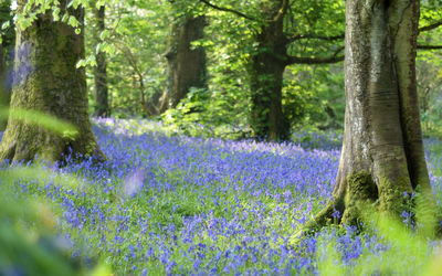 View of purple flowering trees in forest