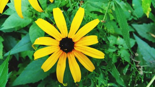 High angle view of yellow flower blooming outdoors