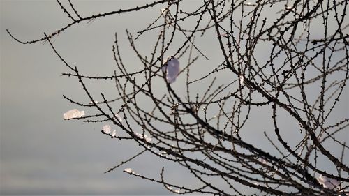 Bird perching on tree against sky